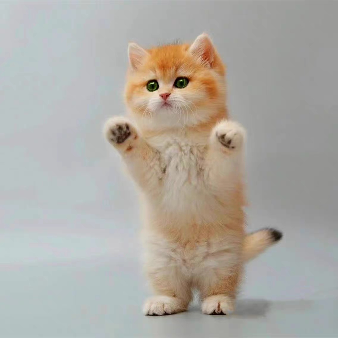 猫舍直销,批发价出售,金渐层